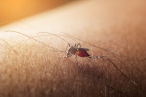 NYC Health Department Reports First Human Cases of West Nile Virus for 2025 Season